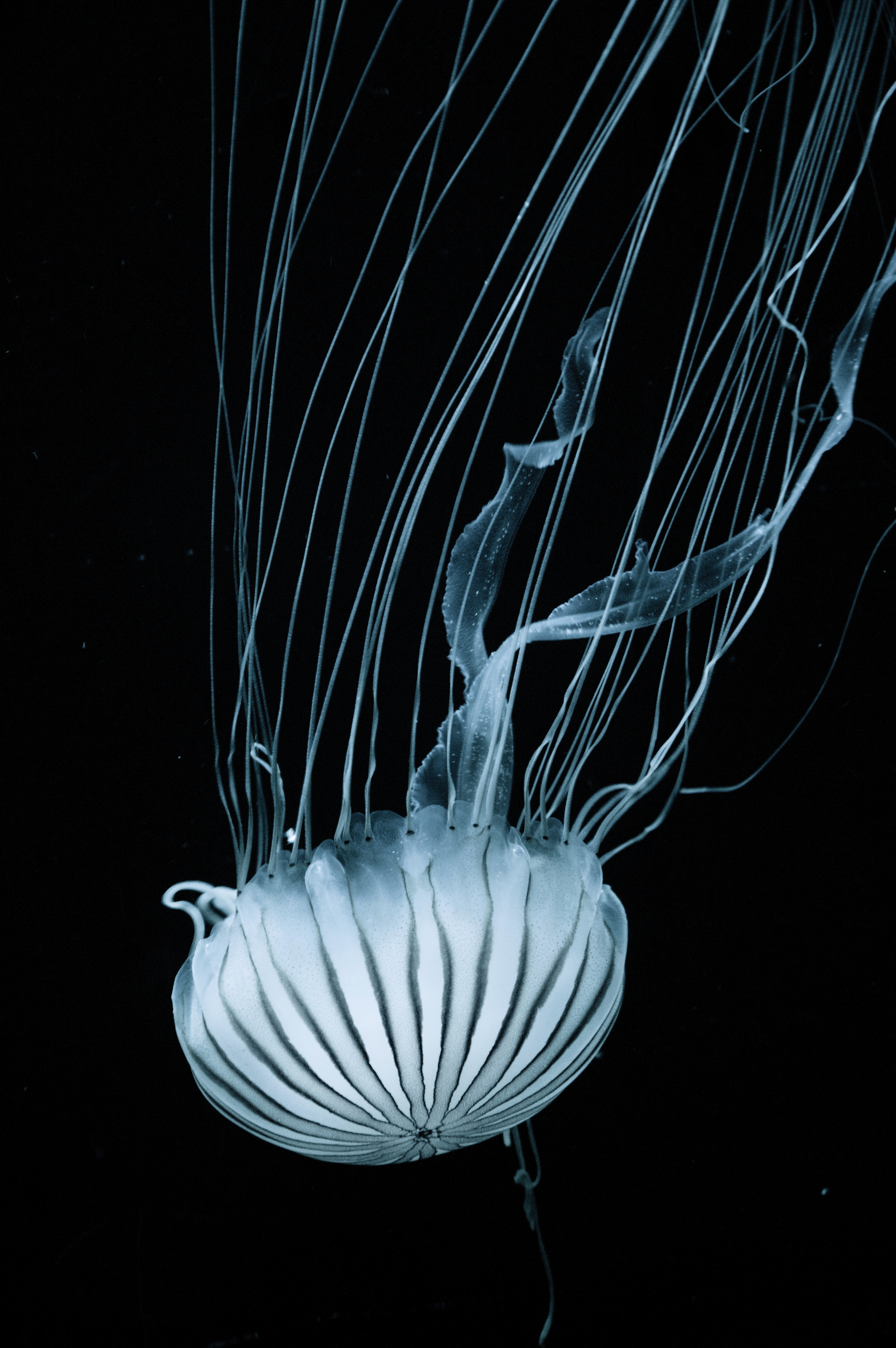 Jelly Wobble
